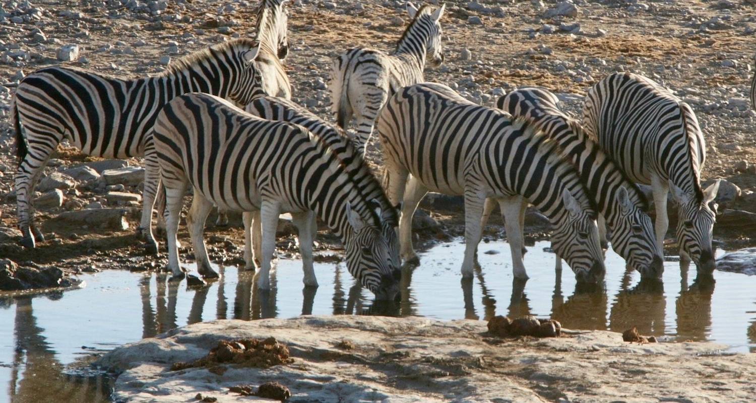 Wildlife Tours & Trips in Etosha National Park