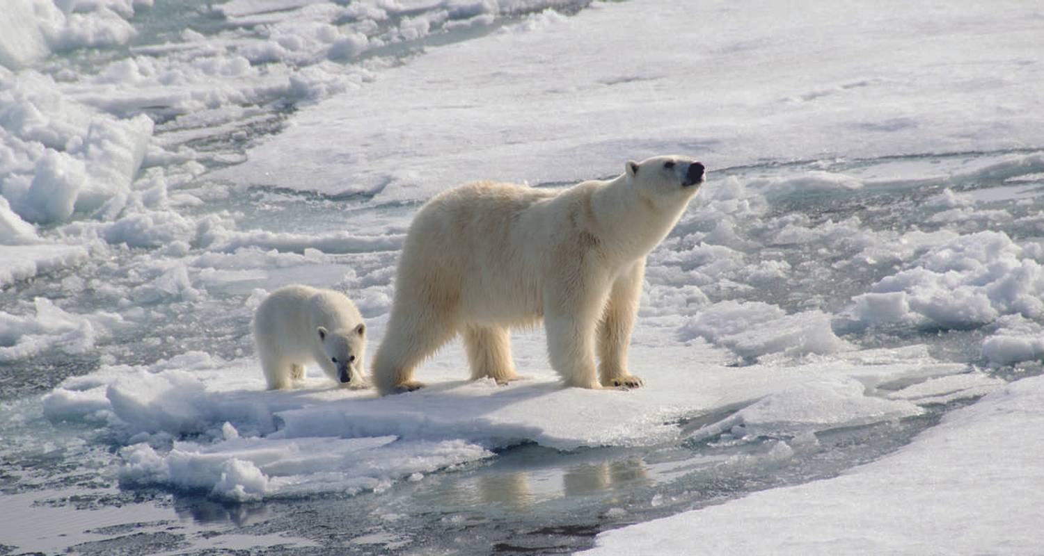 Reino del oso polar - M/V Greg Mortimer - Explore!