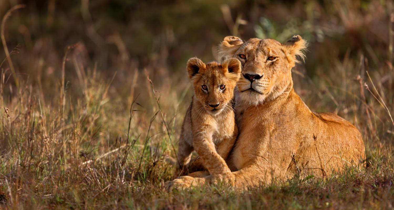 6 Days 5 Nights Private Safari Kenya Tanzania Mid Range Safari - Golden world explore