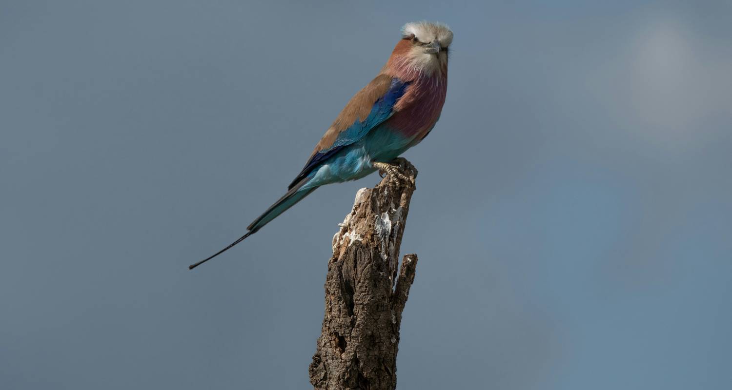 Tarangire National Park Tours from Kilimanjaro