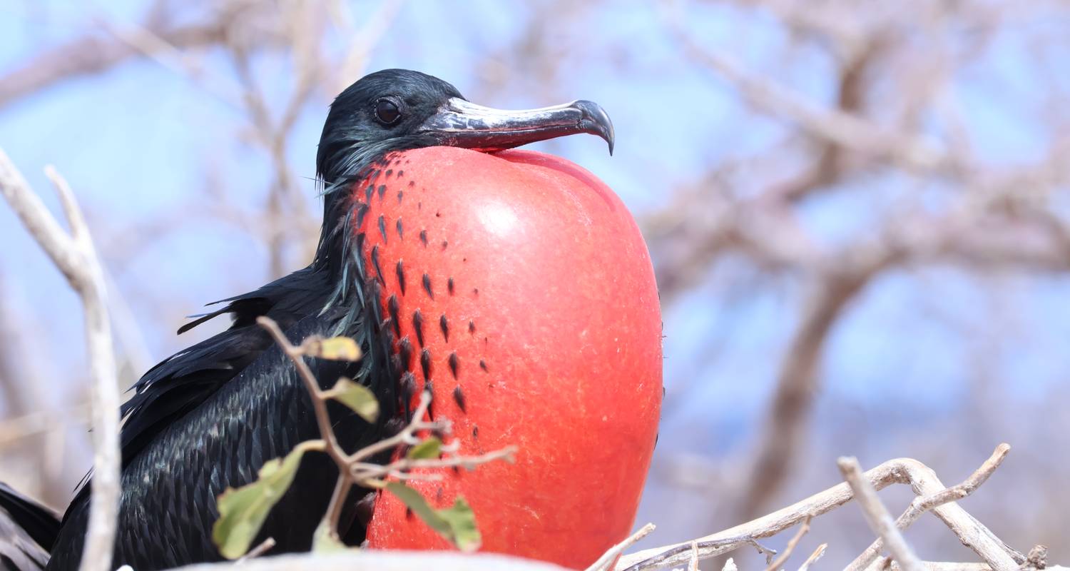 Vogelbeobachtung Hai - Galapagos Path