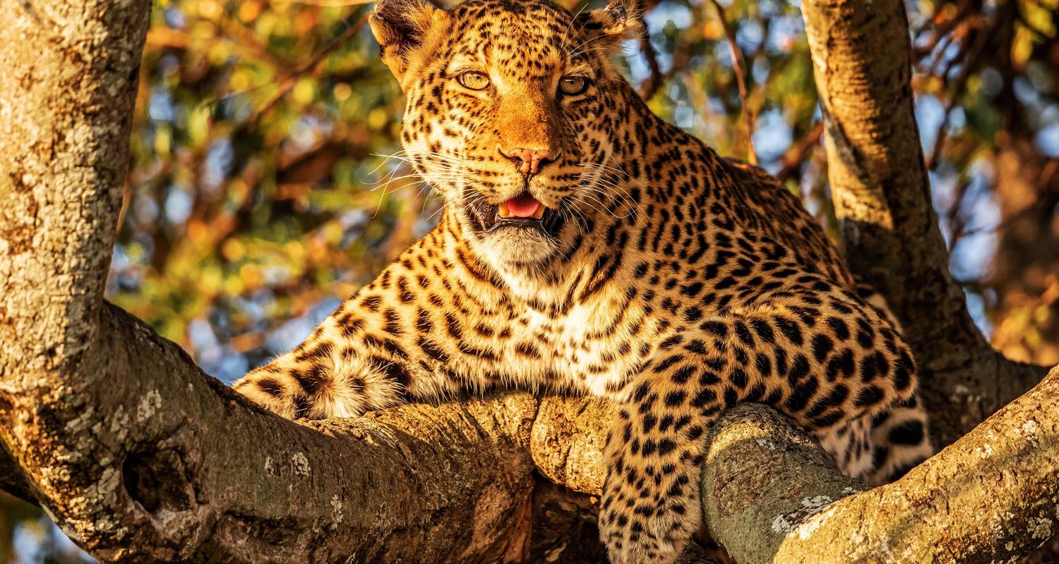 El triángulo de oro de la India con safari de leopardos - World Travel Experiences