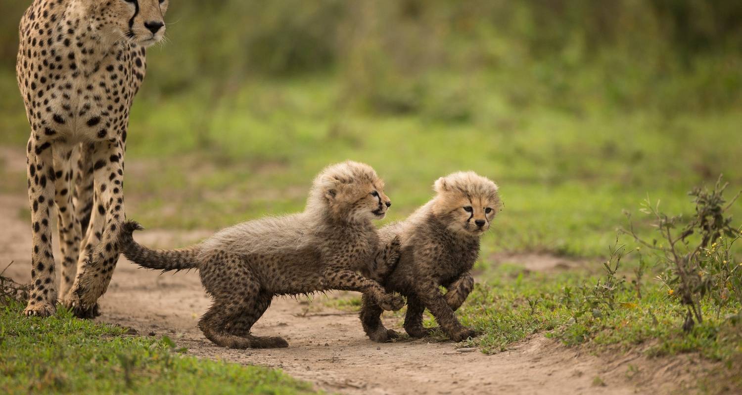 Vanuit Arusha: 3-daagse gamedrive Tarangire & Ngorongoro krater - Beach and Safari Holidays