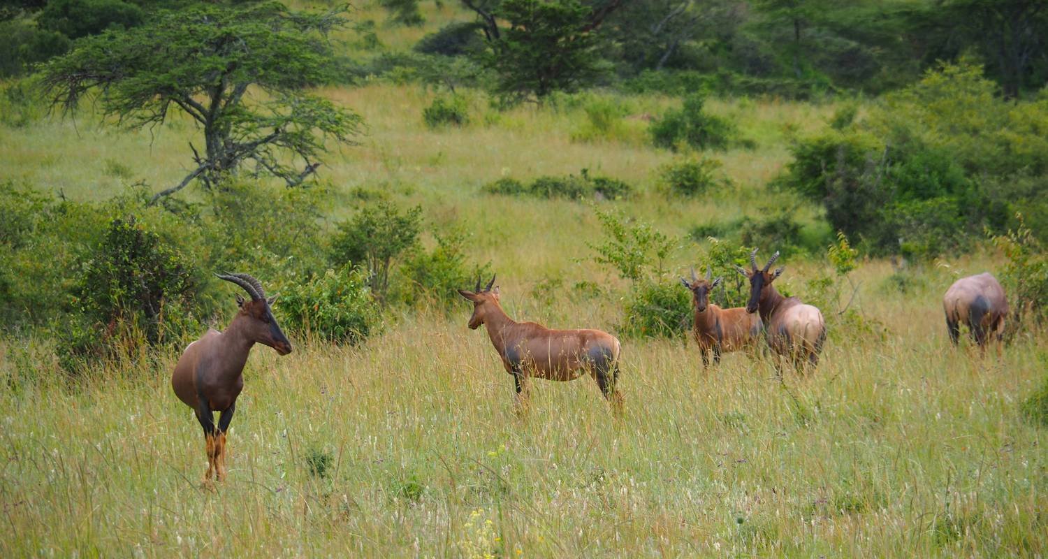 Tesoros de Tanzania: Tarangire, Manyara y Ngorongoro - Beach and Safari Holidays