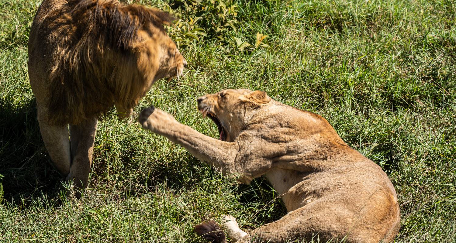 From Arusha: 5-Day Tarangire, Lake Manyara & Ngorongoro Tour - Beach and Safari Holidays