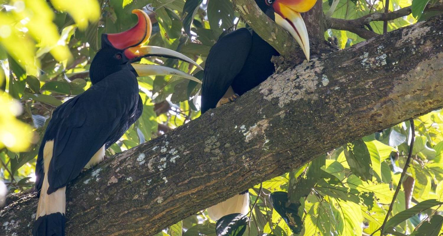 Borneo bokeh: De safari fotográfico por los bosques de Sarawak y Sabah - DIAMIR Erlebnisreisen