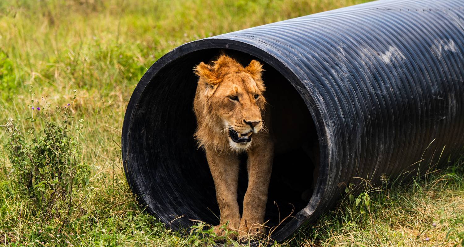 Tanzania's Photographic Safari: Capturing Wildlife Wonders - Beach and Safari Holidays