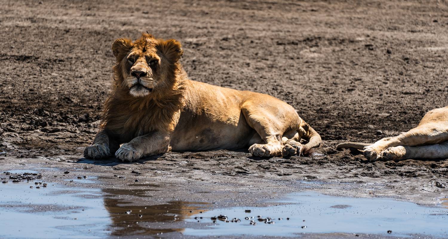 Safari por el Serengeti, incluido el mundialmente famoso cráter - Beach and Safari Holidays