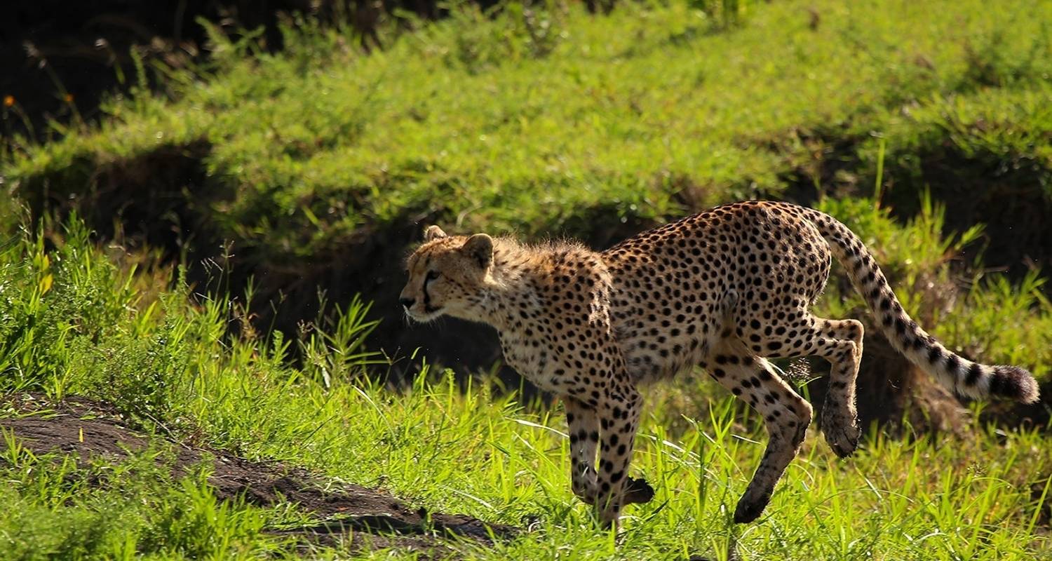 The Ultimate Serengeti Experience - Beach and Safari Holidays