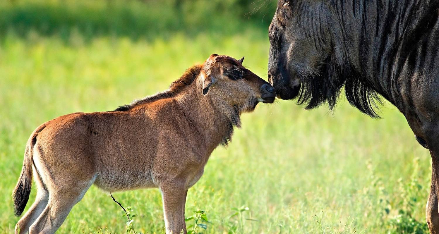 Ab Arusha 6 Tage tansanische Pracht: Expedition durch ikonische Reservate: Tarangire, Ndutu- und Manyarasee, Serengeti - Beach and Safari Holidays