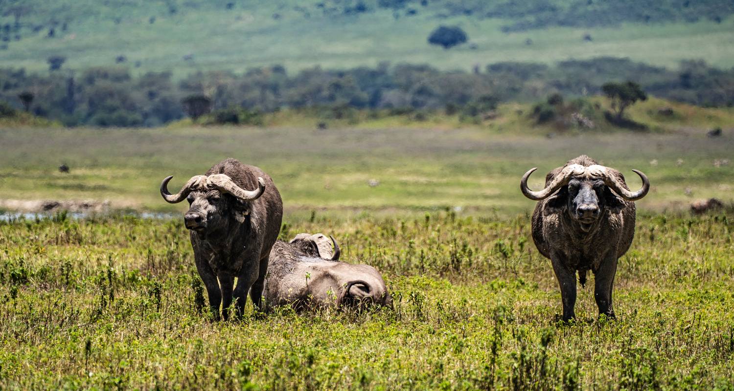 Desde Arusha: Safari Clásico de 7 días por el Circuito Central del Norte - Beach and Safari Holidays