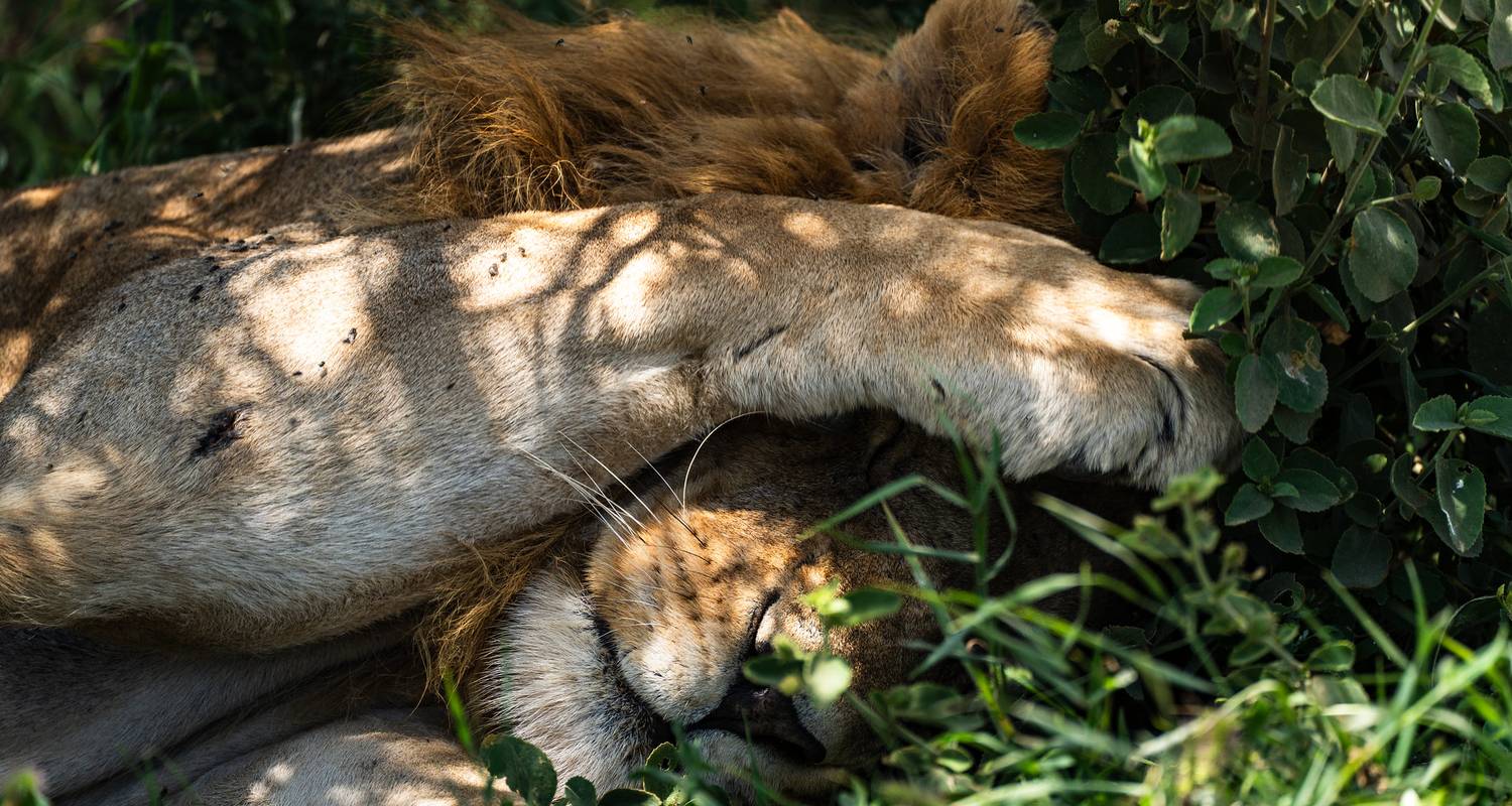 Vanuit Arusha 7 dagen Tanzania's spoor van wonderen: Van roodgekleurde meren naar majestueuze safari's Serengeti, Ngorongoro-gebied, Lake Manyara - Beach and Safari Holidays