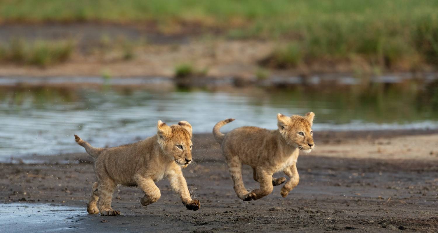 Fusion de la culture et de la faune : Safari en jeep africaine en Tanzanie - Beach and Safari Holidays