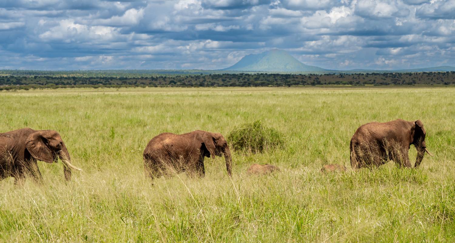 Serengeti Safari - Beach and Safari Holidays