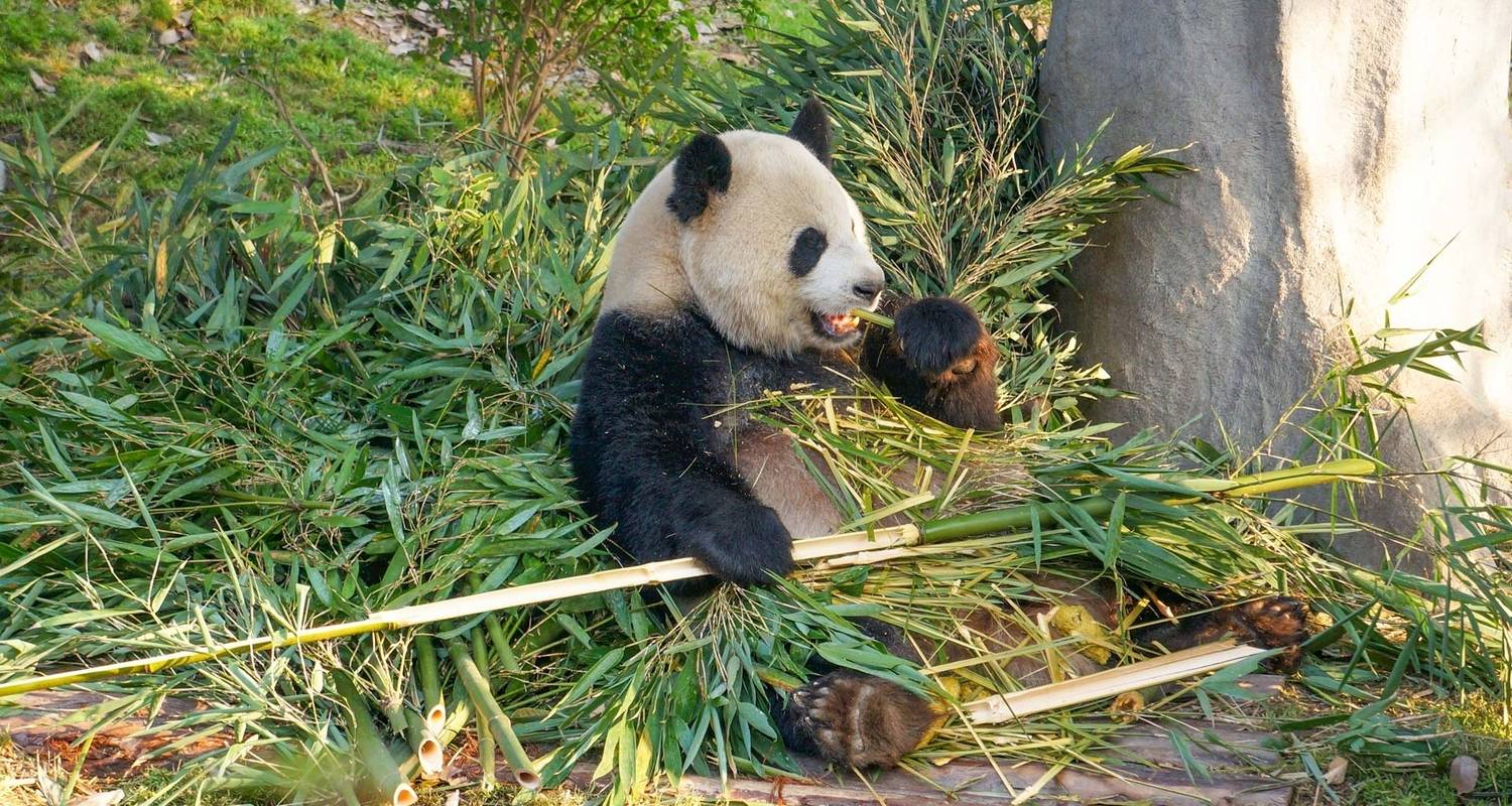 La Chine avec les pandas : Pékin, Xi'an, Chengdu (petit groupe 4-6 personnes) - Odynovo