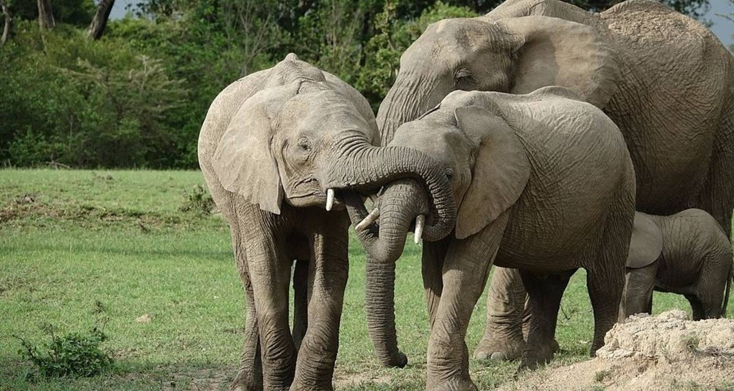 Tierwelt Wanderung - Absolute Africa