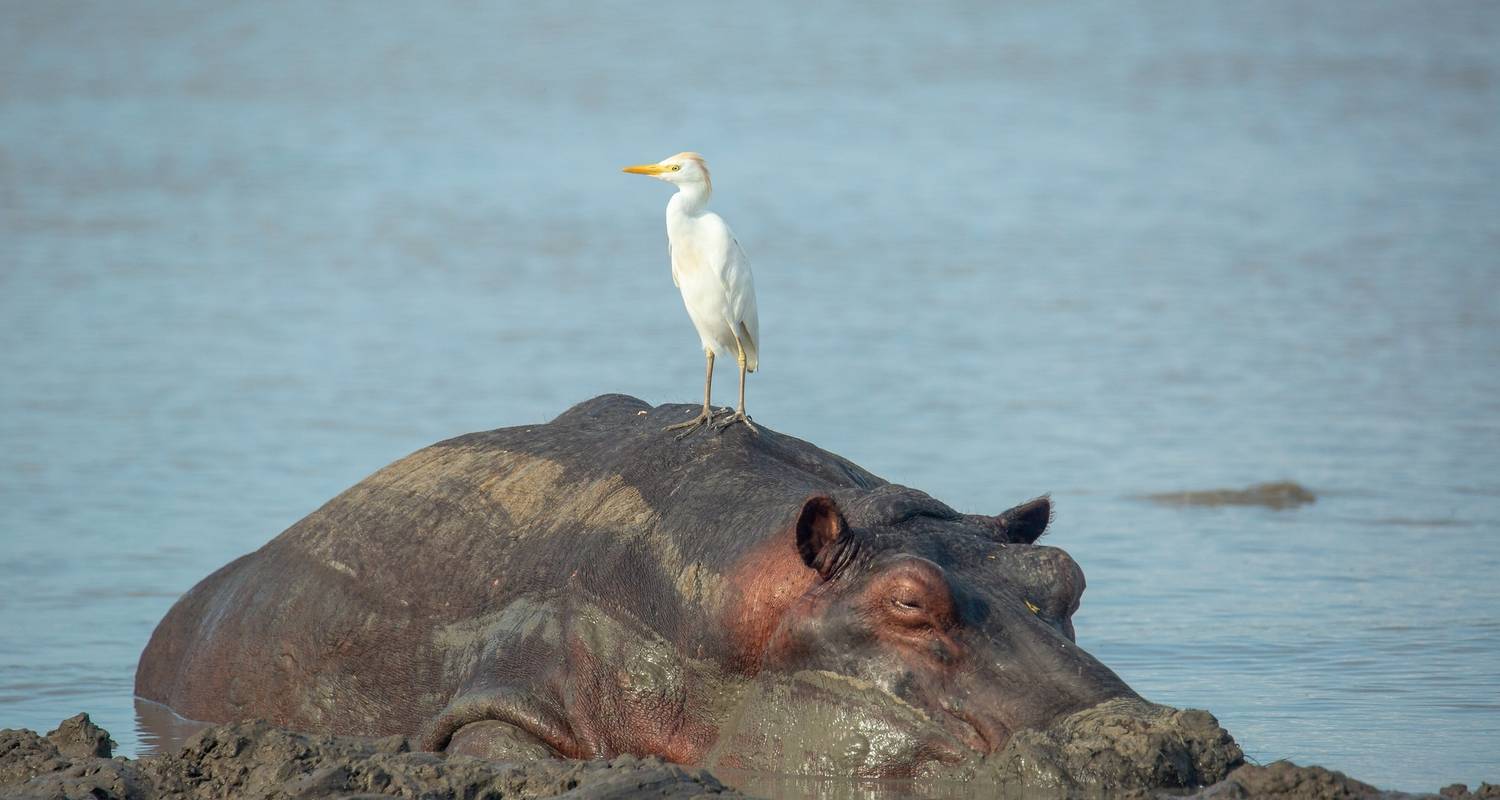 Family Package Zanzibar & Selous / Nyerere NP - Beach and Safari Holidays