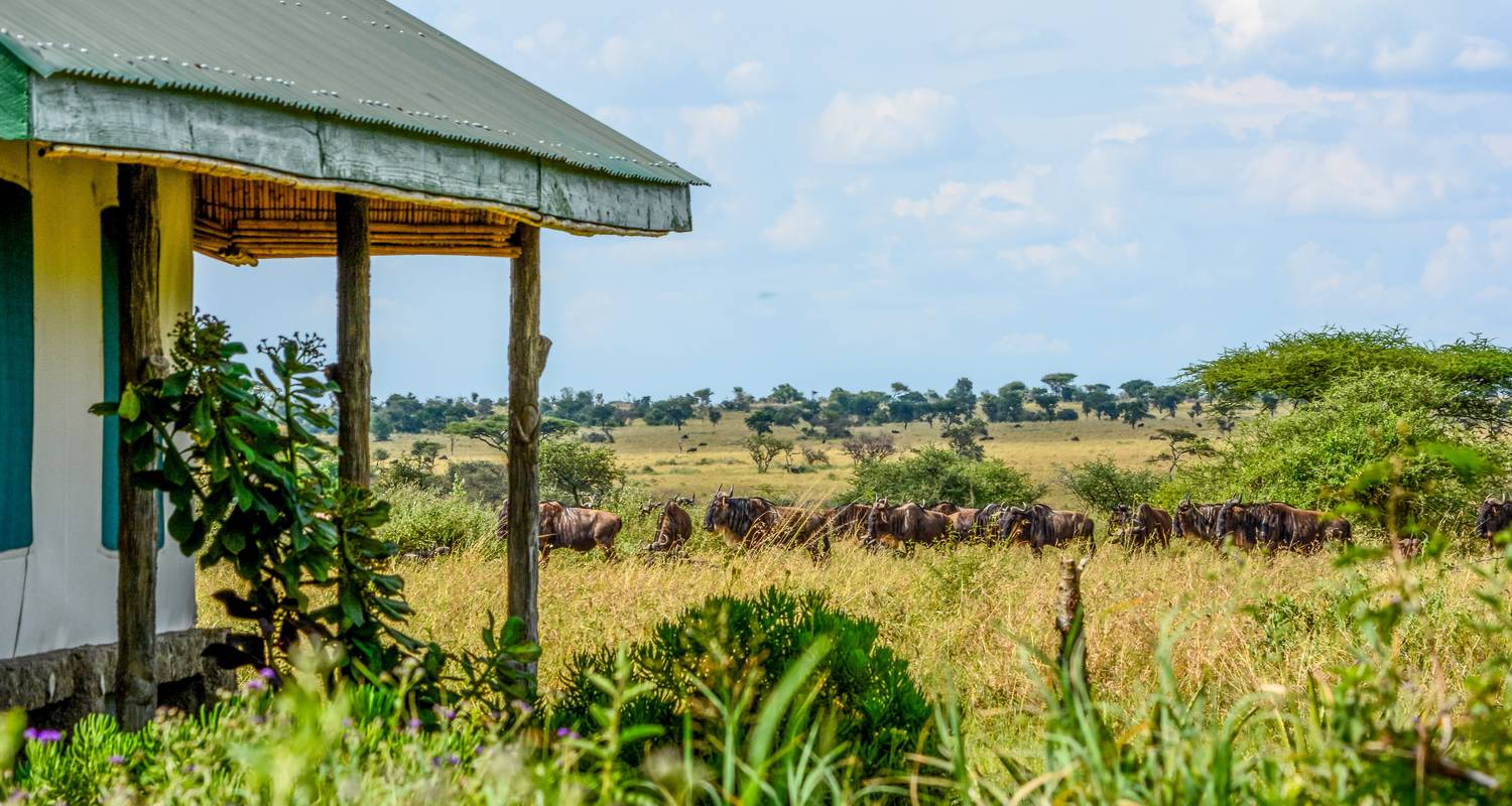 Zanzibar & Fly-In Serengeti by Beach and Safari Holidays (Code: BS311B