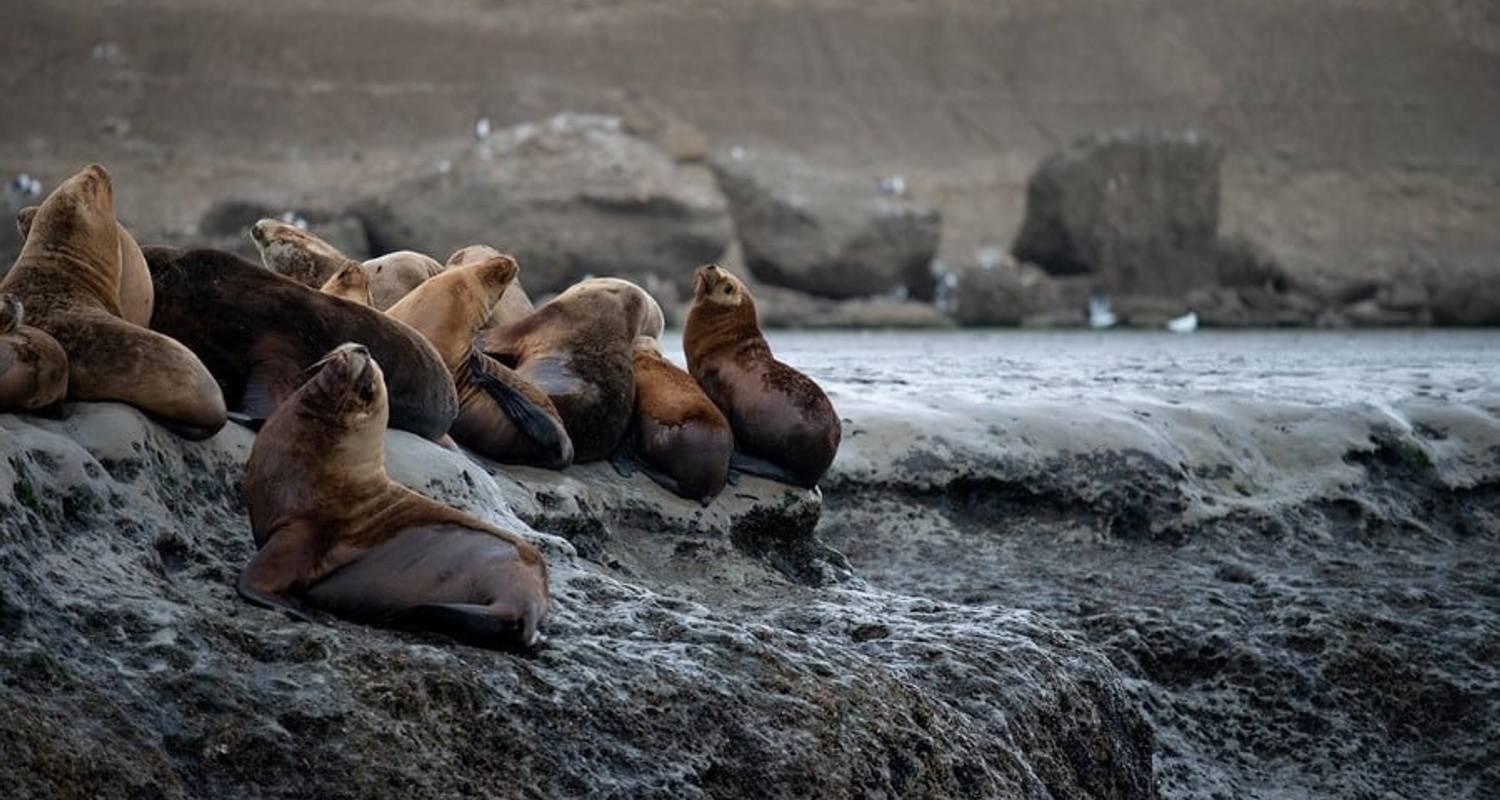 Antarktis und Falklands ab Punta Arenas nach Buenos Aires - Hurtigruten