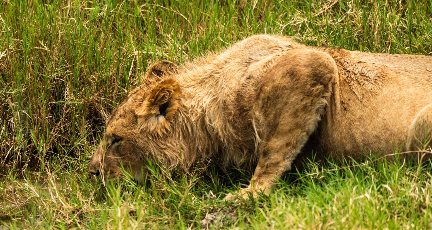 Lake Natron Safari ab Sansibar 4 Tage - Beach and Safari Holidays