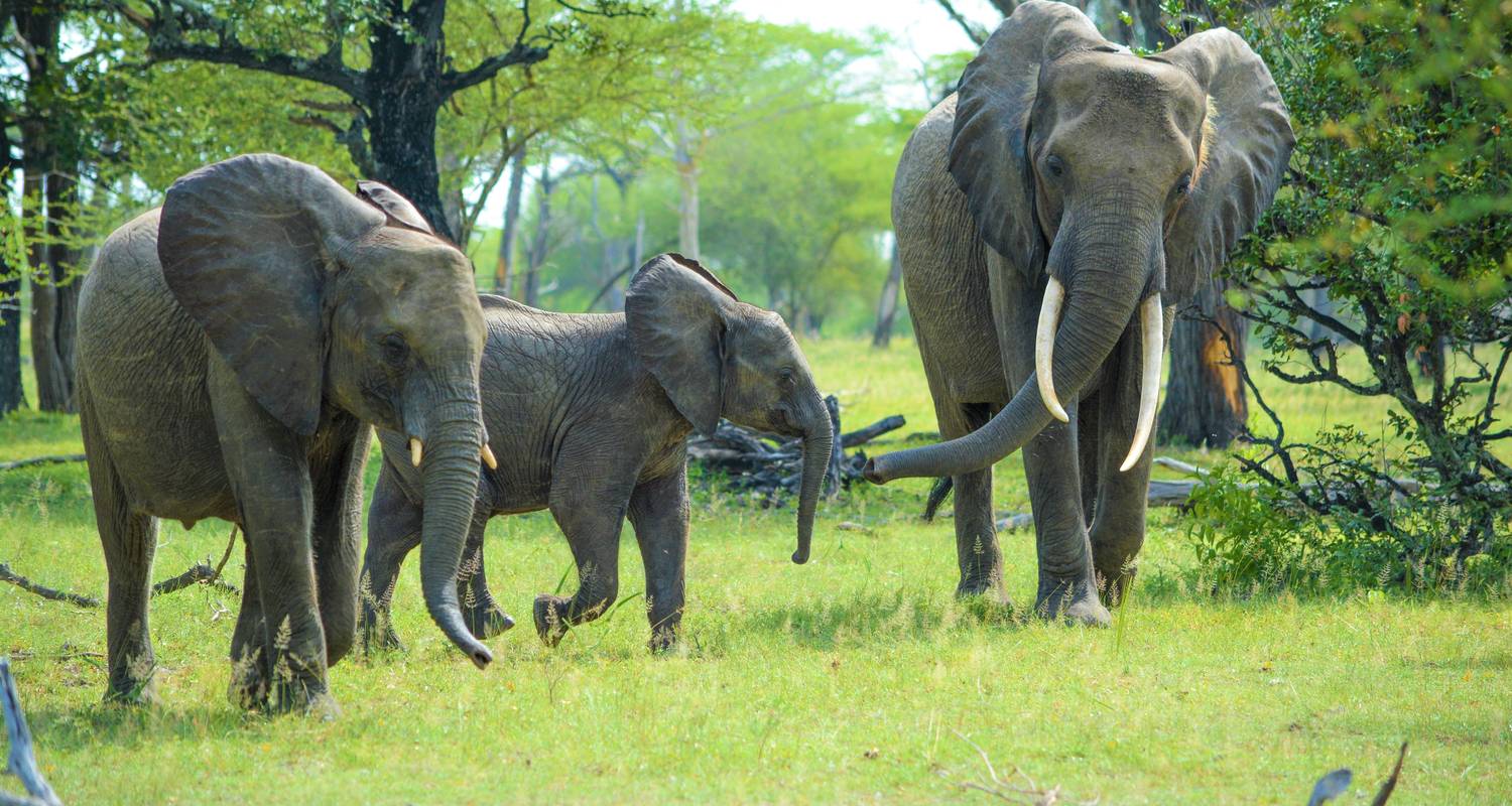 3 Excursions + 3X Full-Day  Selous Game Drive - Beach and Safari Holidays