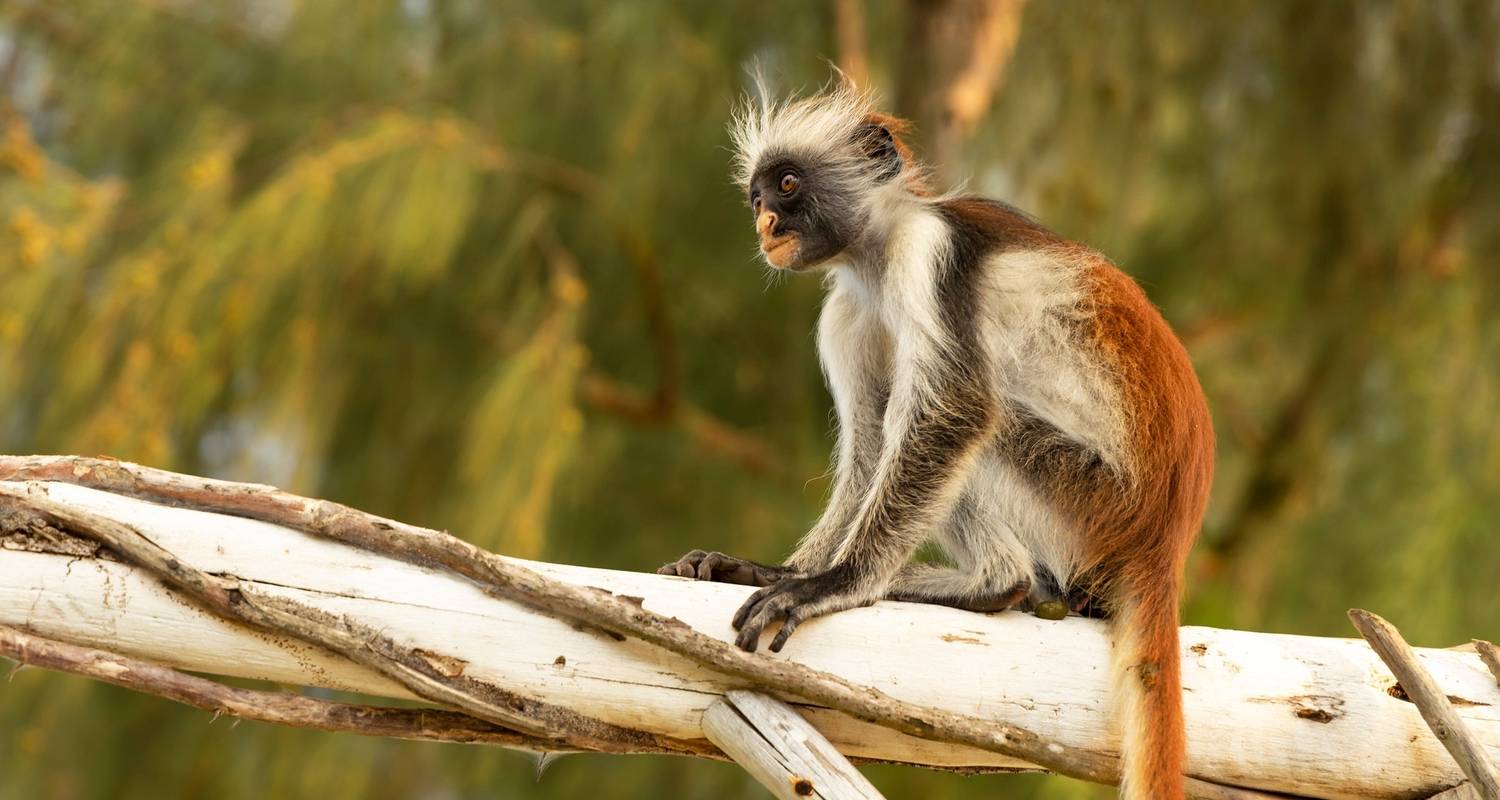 From Zanzibar : 14 days Culture and Beach Holiday, Spices, Relaxation and History Trip