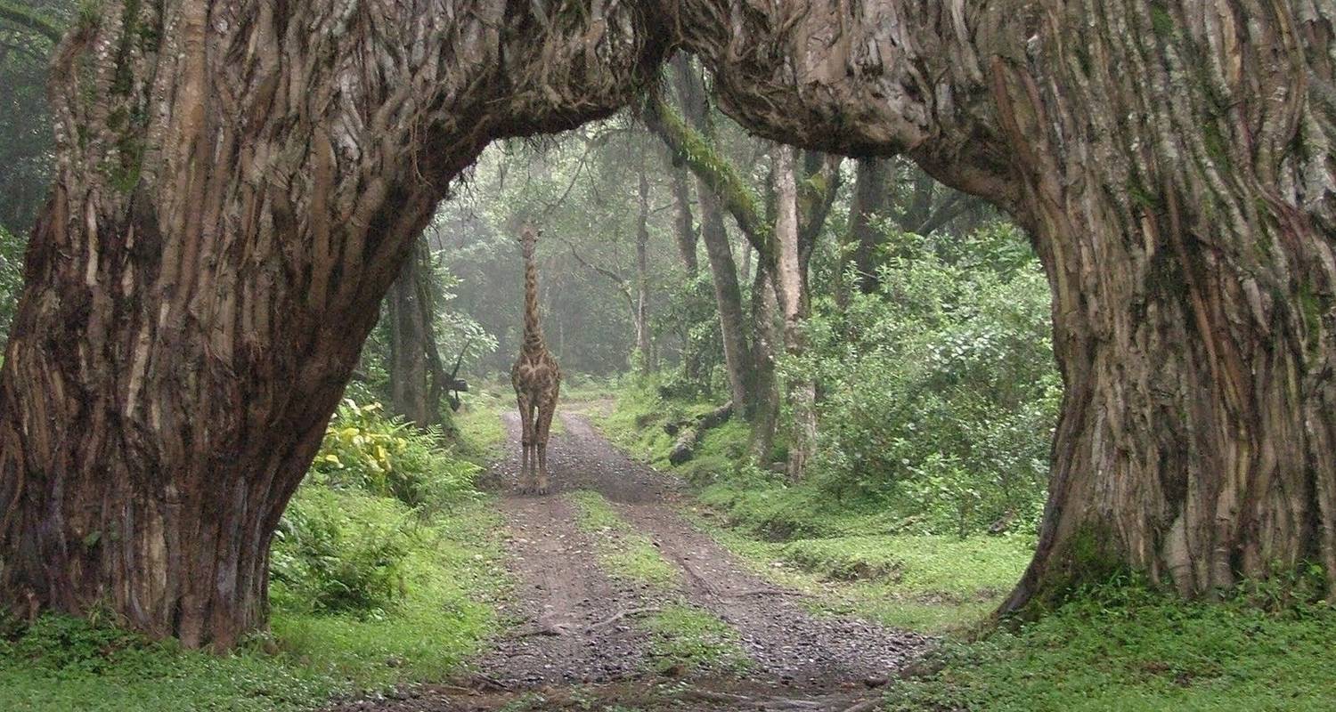 Excursion d'une journée dans le parc national d'Arusha - Jollic Adventure Tour