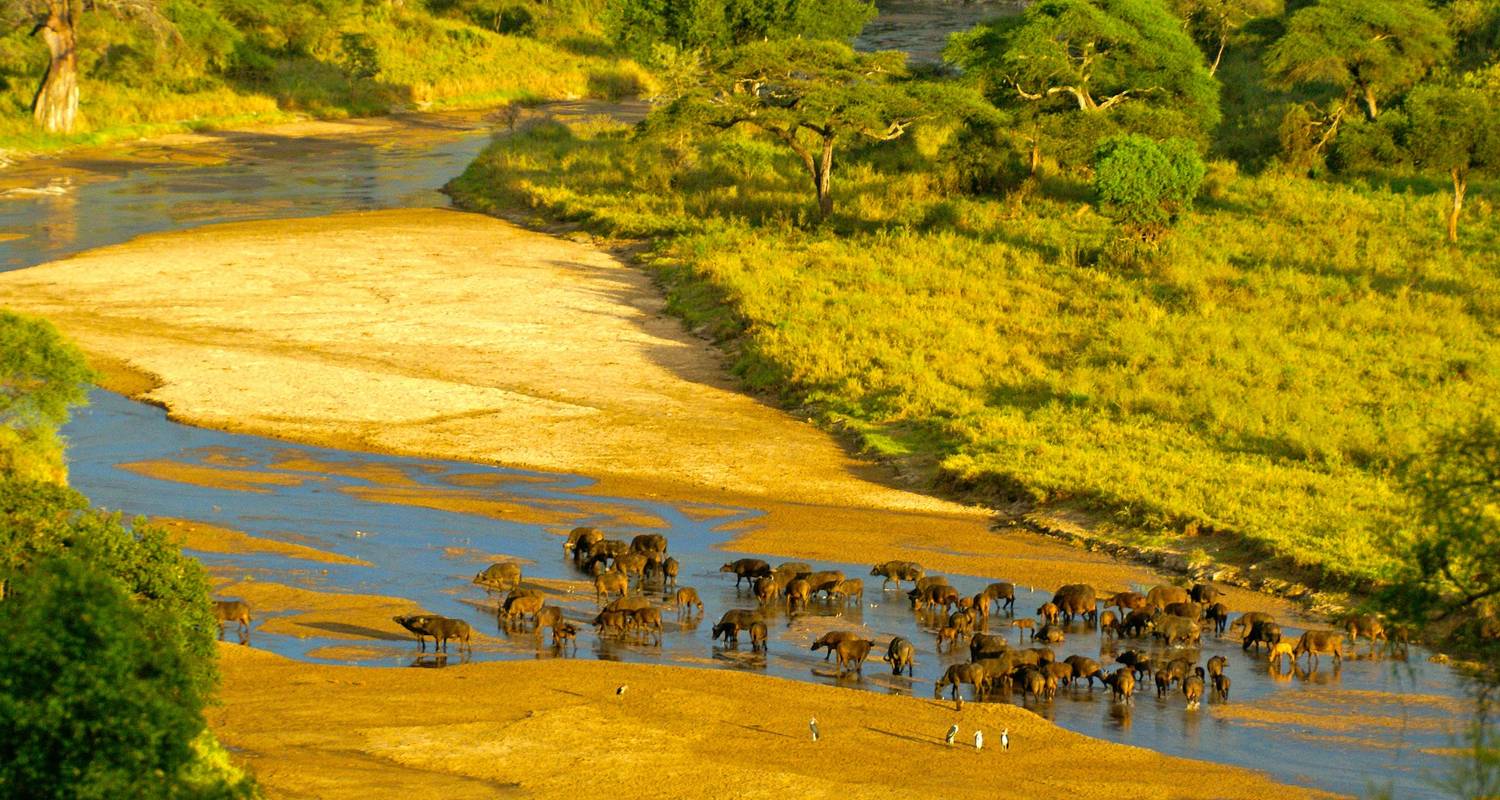 Safari en grupo de 5 días por Tanzania - Jollic Adventure Tour