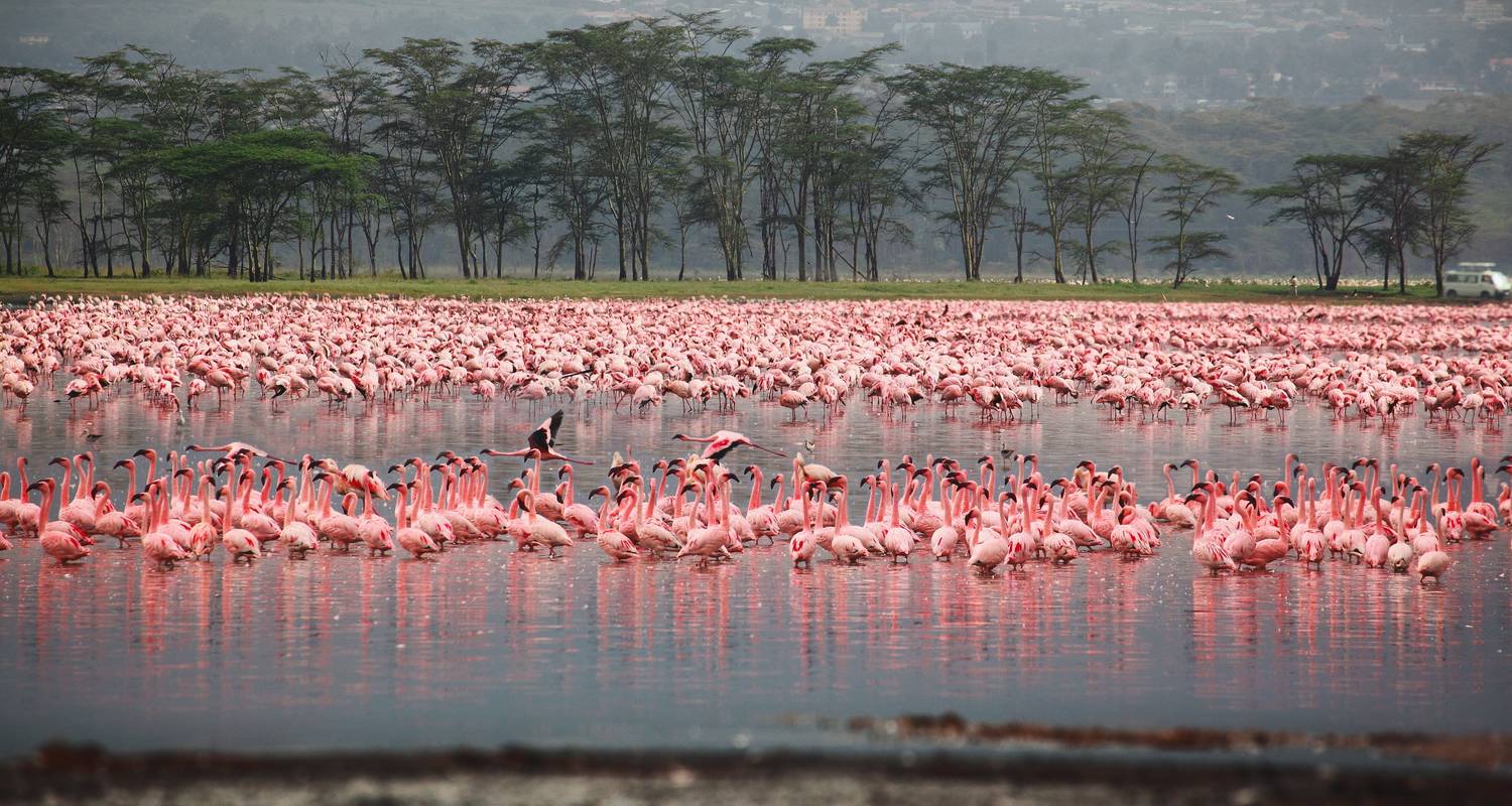 Lake Nakuru National Park Tours & Trips