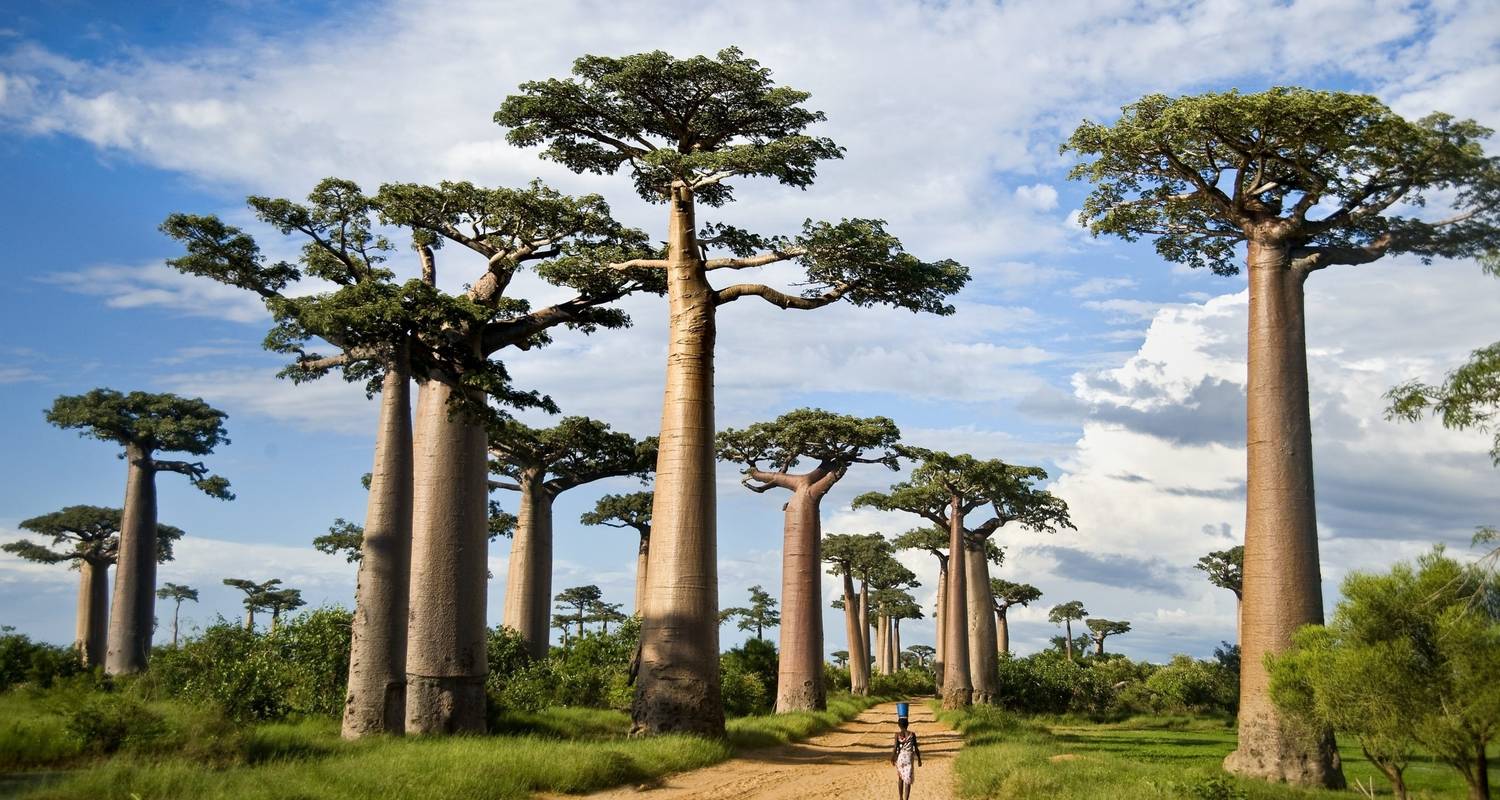 1 día en el Parque Nacional de Tarangire - Gracepatt Ecotours Kenya