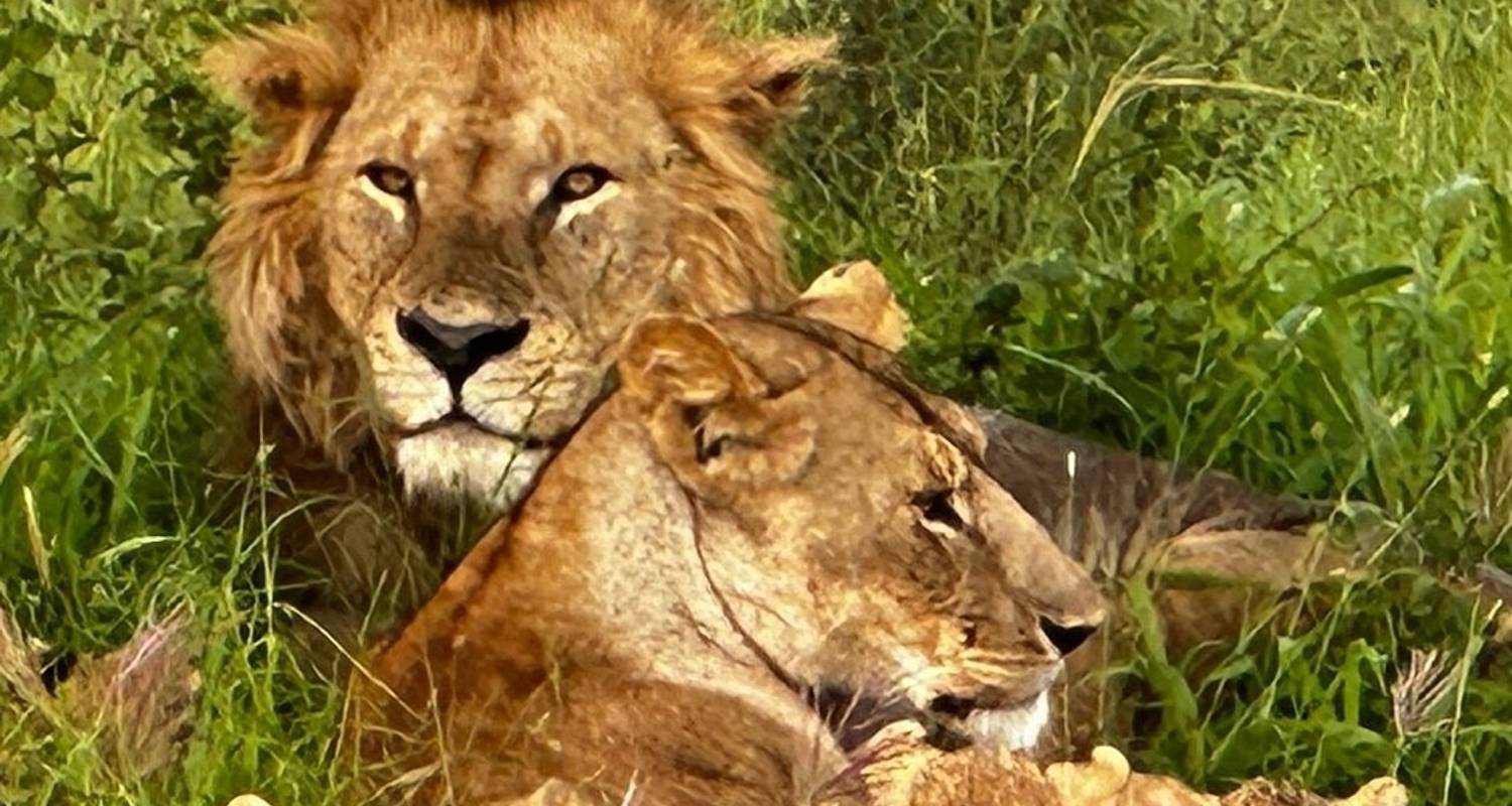 10-Day Wildlife Safari and Zanzibar Beach Excursions - Professional Safari Africa