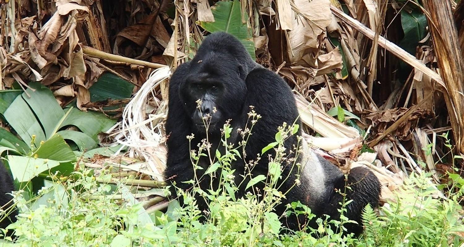 Bwindi National Park Family Tours & Vacation Packages