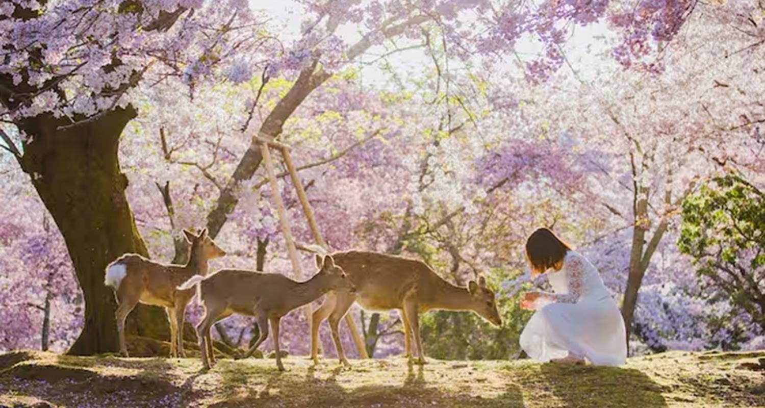 【Japan】11 jours de luxe à Osaka, Kyoto, Nara et sur l'île d'Awaji avec un cours de golf - Delightful Travel