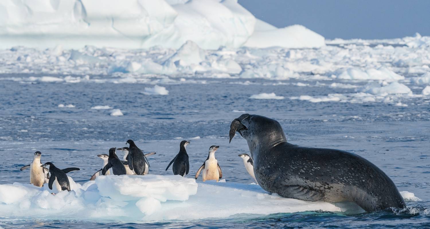 Höhepunkte des Südlichen Frühlings 9 Tage - Albatros Expeditions