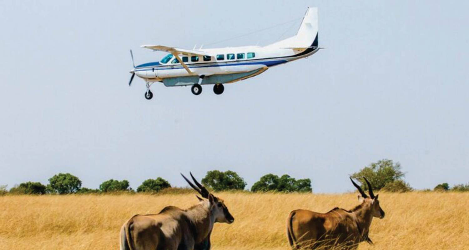 Safari en avion abordable de 4 jours dans le Masai Mara (au départ de l'aéroport de Nairobi) - Bonvoyage Kenya Safaris