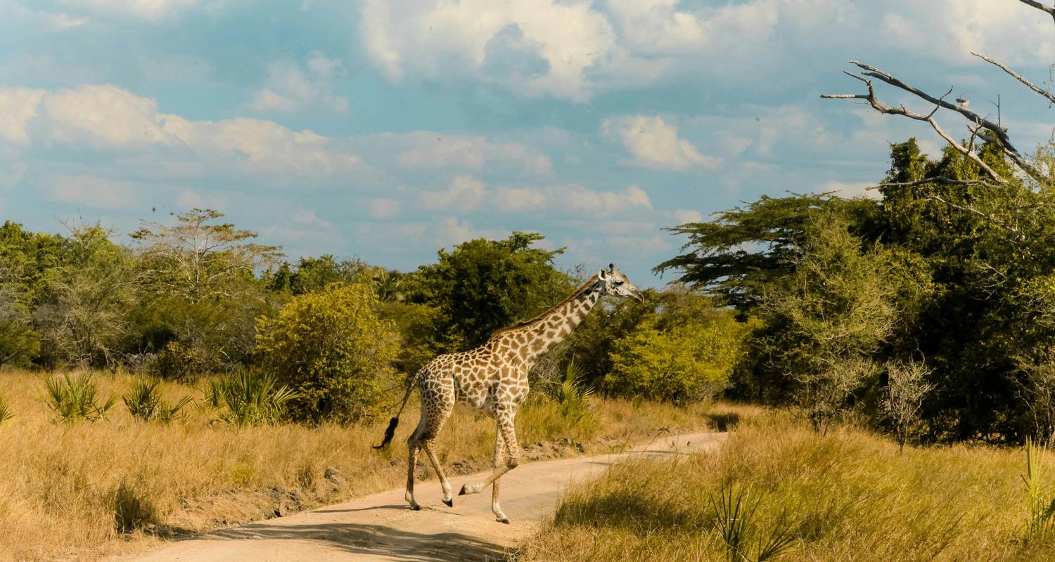 3 dagen safari door het Saadani Nationaal Park - Gecko Adventure