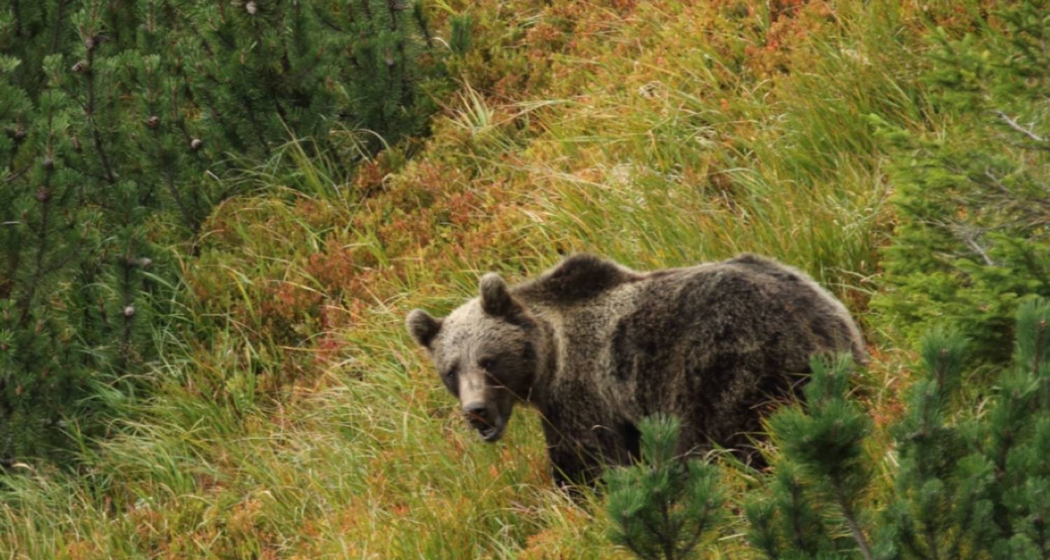 Bear watching hiking tour