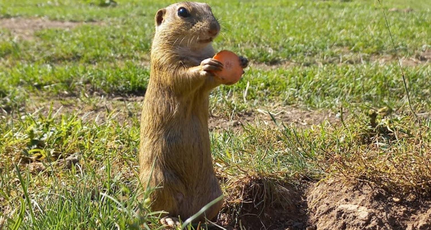 Observing susliks at Muránská plain and Visiting High Tatras National Park