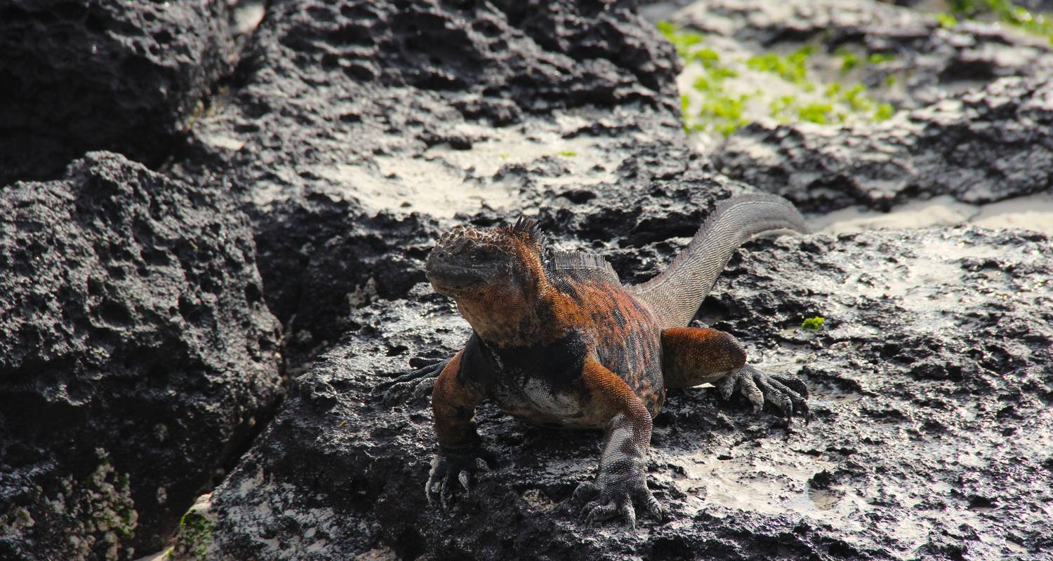 L'Amazonie et les Galapagos en 14 jours - Ecuador Galapagos Travels