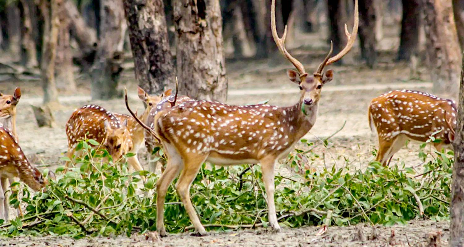 6 Days Customized Private Bangladesh Sundarbans Safari Tour