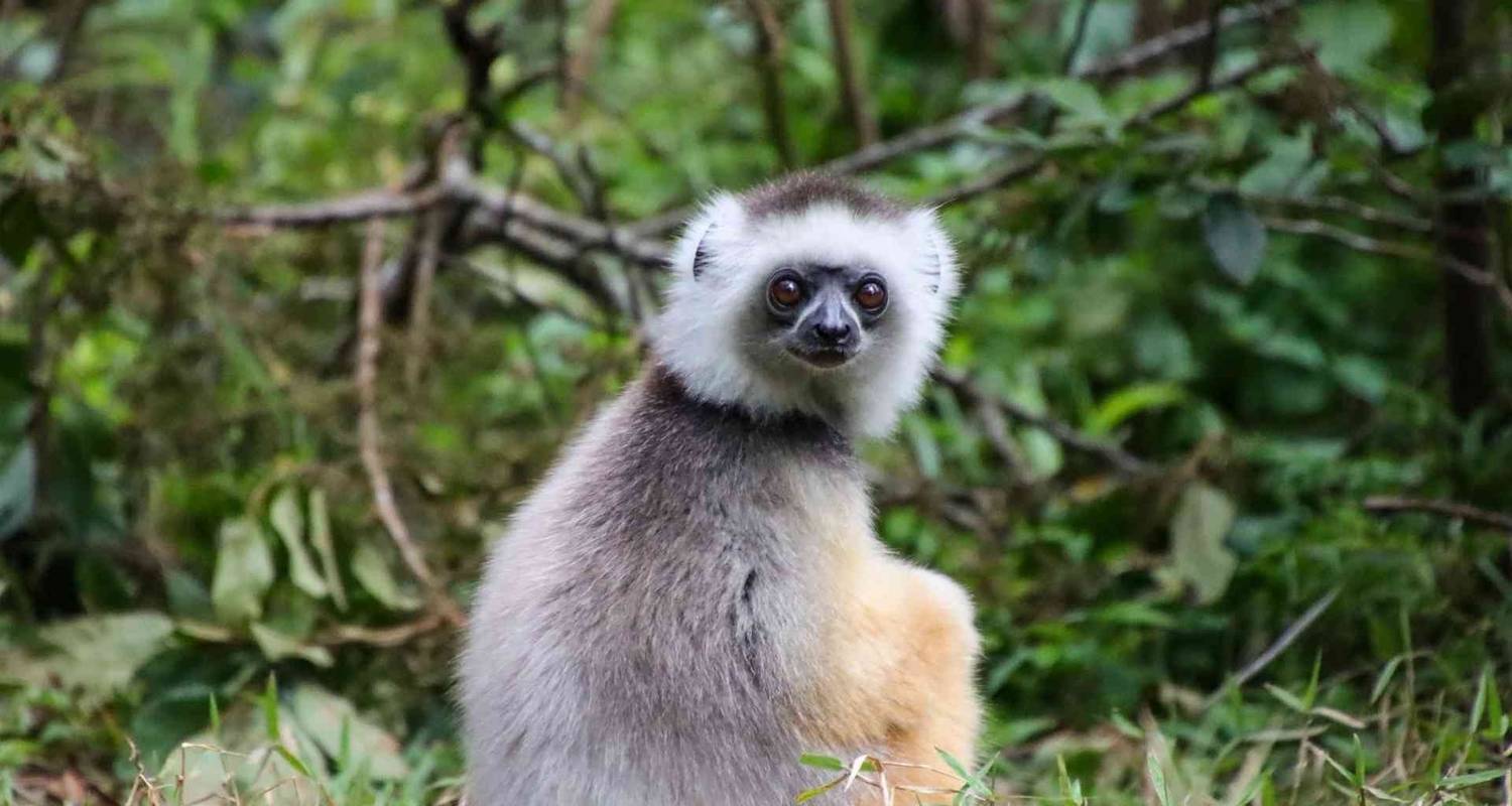 Découvrez Madagascar - Bunnik Tours