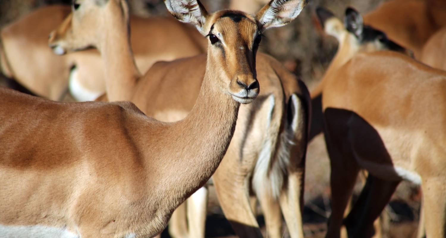 Safari de 3 jours dans le parc national Kruger (Glamping de Big 5) - The Mzansi Experience