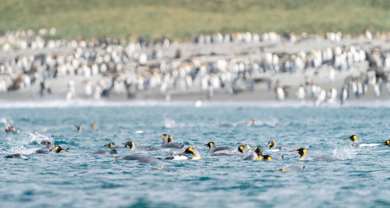 Zuidelijke Oceaan Odyssee - Albatros Expeditions