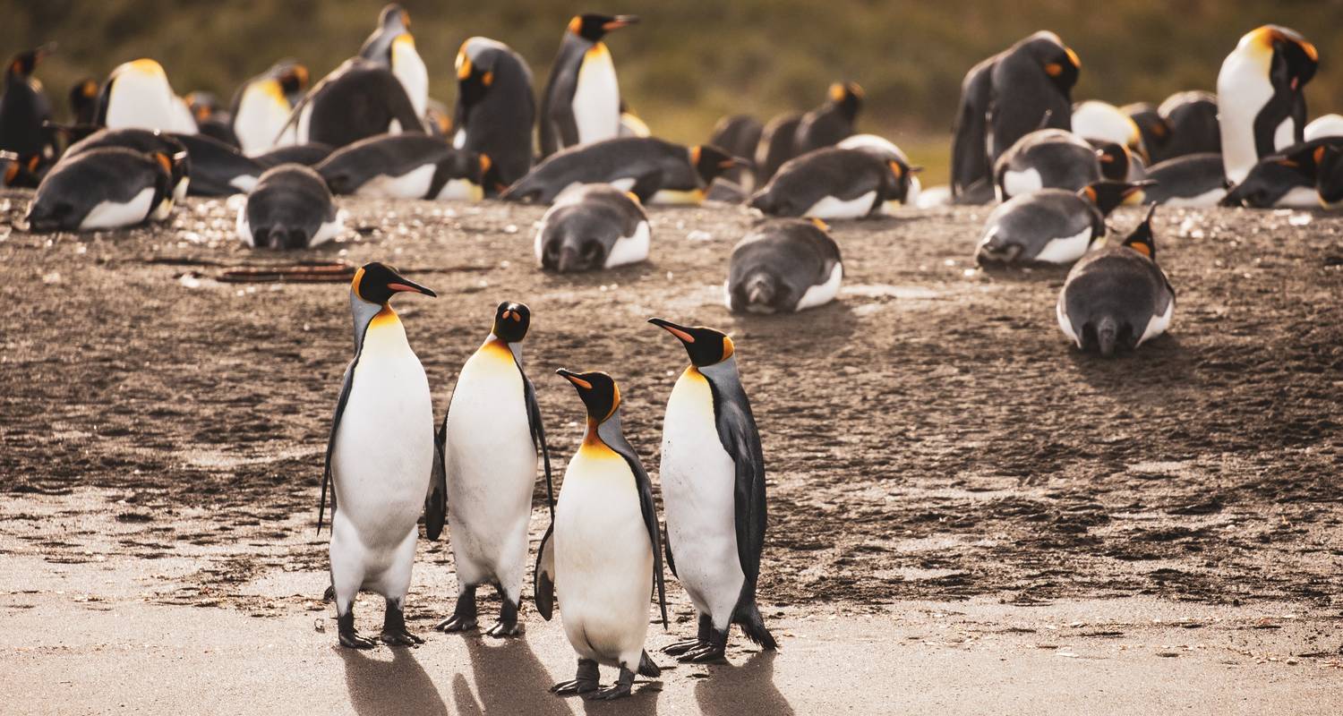 Epische Falklandeilanden, Zuid –Georgië & Antarctica - Albatros Expeditions