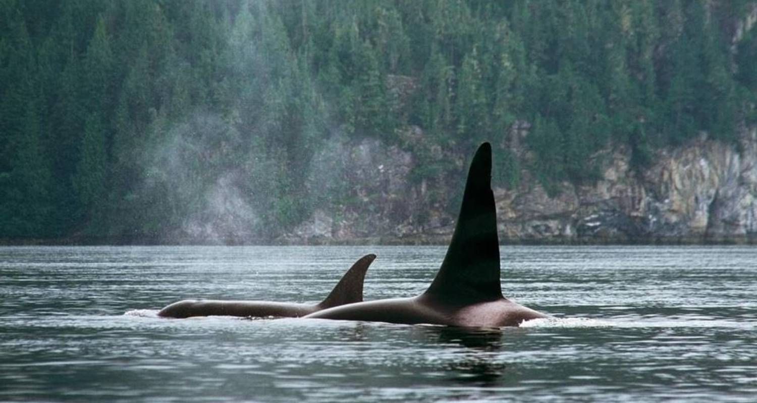 Orcas and Grizzlies on Vancouver Island - Landsby