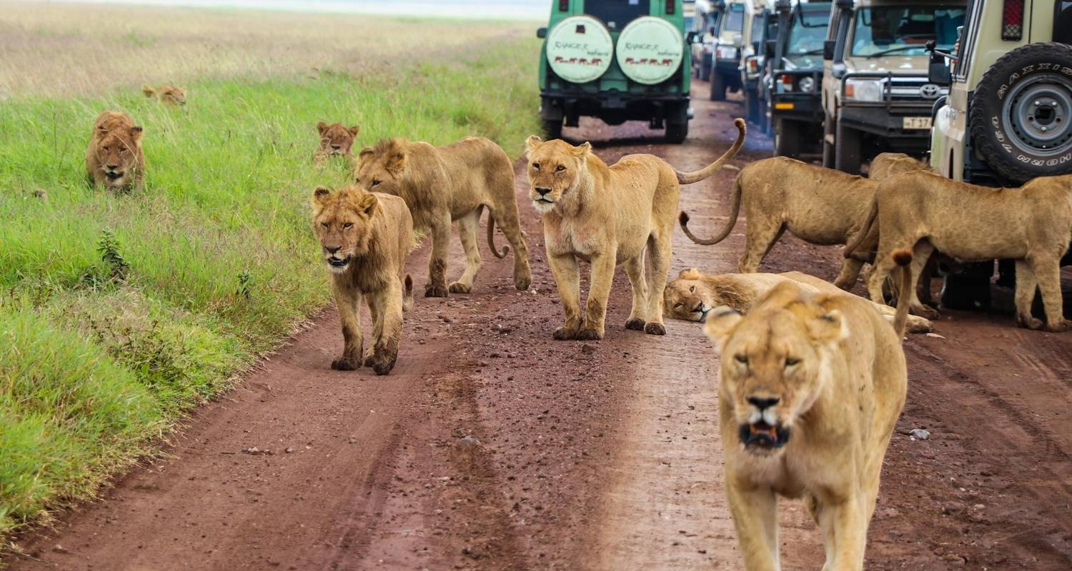 Safari privado de lujo de 7 días: Lago Manyara, Serengeti y Ngorongoro - African Polecat Safaris