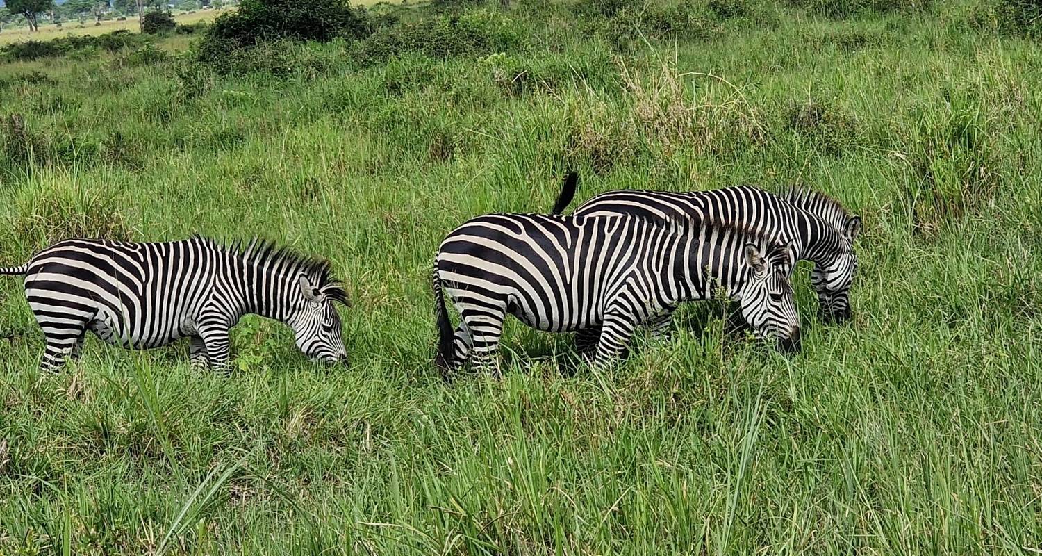 Safari d'une journée - Parc national de Mikumi. - Zote Tours