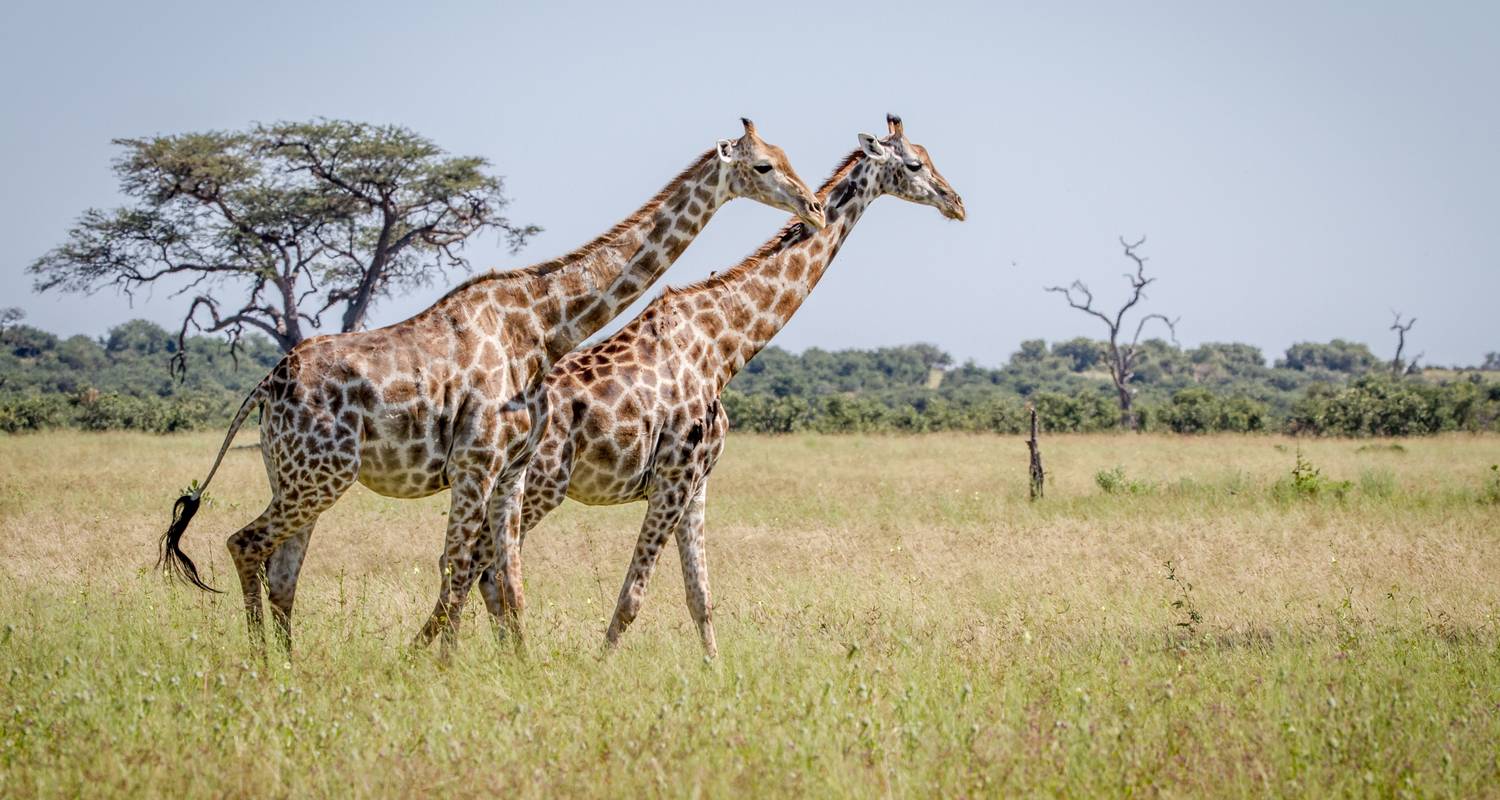 Acampada circuitos en Reserva de Caza de Moremi