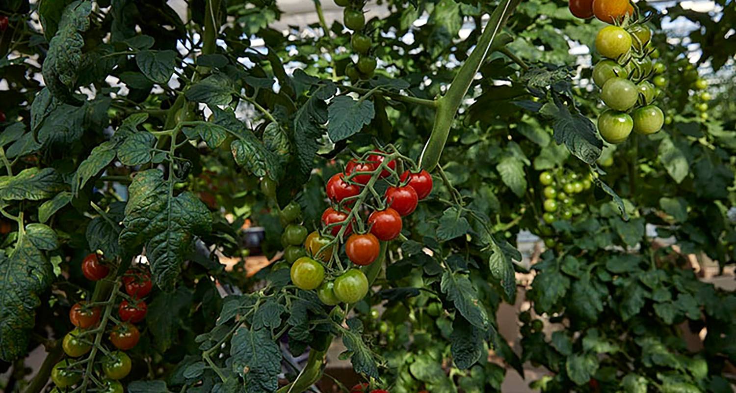 5 Days Land of Midnight Sun