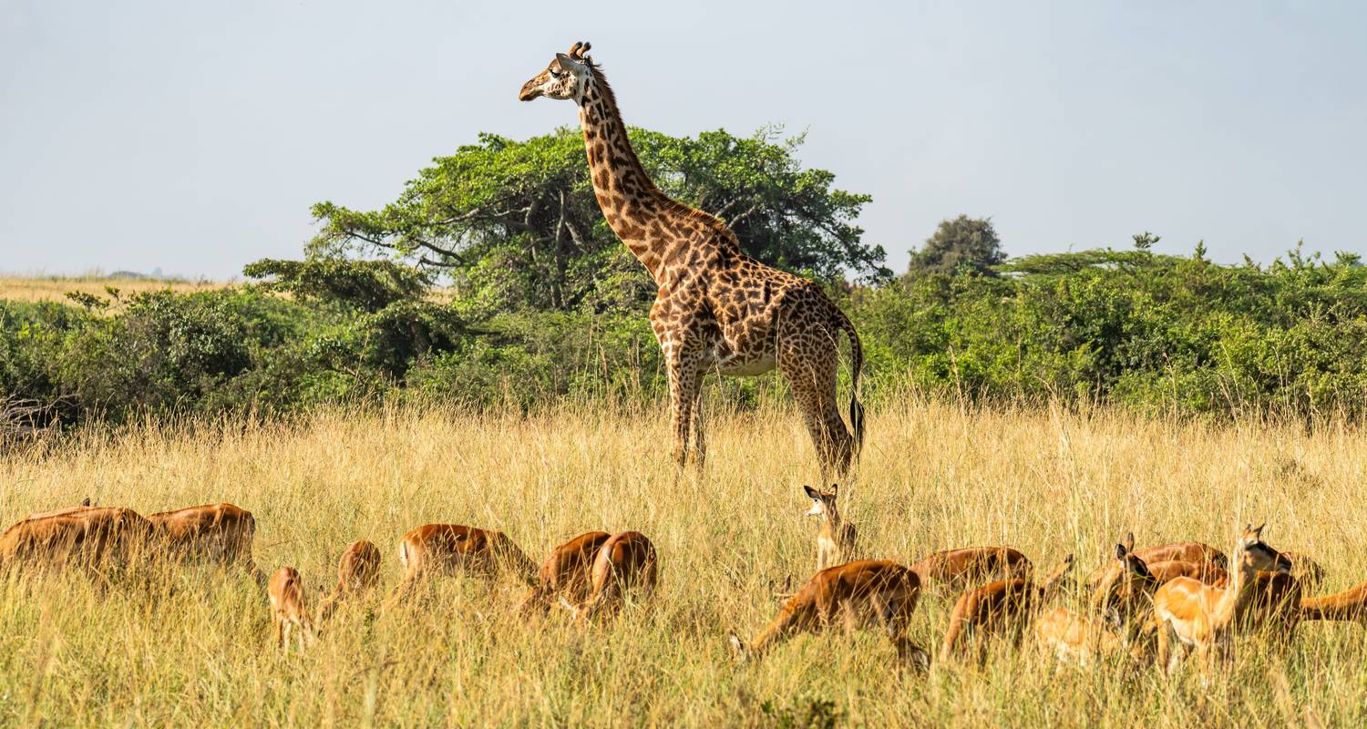 Intl. Flights Included Tours & Trips in Selous Game Reserve